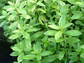 Гигрофила многосеменная или индийская или Болотник (Hygrophila polysperma). 
Аквариумные растения. Описание растений для аквариумов