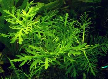 Гигрофила изменчивая или Синема деморфная (Hygrophila difformis или Synnema triflorum). 
Аквариумные растения. Описание растений
