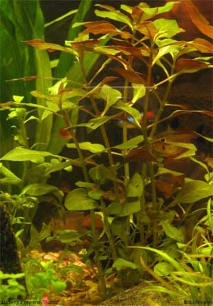   (Ludwigia repens  Ludwigia natans). 
 .  