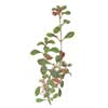 Людвигия ползучая (Ludwigia repens или Ludwigia natans). 
Аквариумные растения. Описание растений для аквариумов