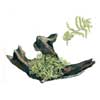 Мох яванский (Vesicularia dubyana). 
Аквариумные растения. Описание растений для аквариумов