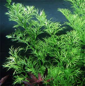 Папоротник индийский водяной (Ceratopteris thalictroides). 
Аквариумные растения. Описание растений