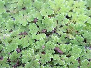 Азолла каролинская или водяной папоротник (Azolla caroliniana). 
Аквариумные растения. Описание растений для аквариумов