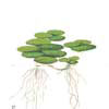 Лимнобиум побегоносный (Limnobium stoloniferum или Salvinia laevigata). 
Аквариумные растения. Описание растений для аквариумов