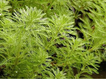 Перистолистник бразильский или Уруть бразильская (Myriophyllum brasiliense). 
Аквариумные растения. Описание растений для аквариумов