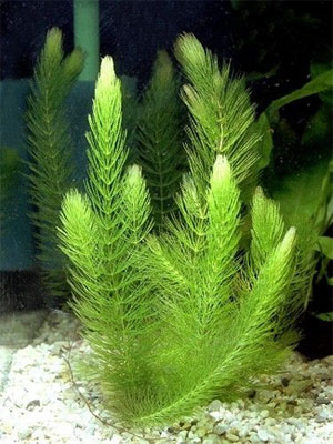  - (Ceratophyllum demersum). 
 .  