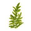 Роголистник темно-зеленый (Ceratophyllum demersum). 
Аквариумные растения. Описание растений для аквариумов