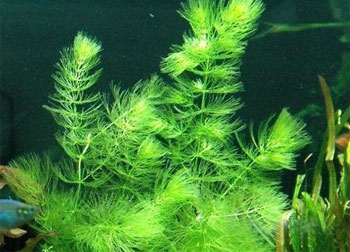 Роголистник светло-зеленый (Ceratophyllum submersum). Аквариумные растения. Описание растений для аквариумов
