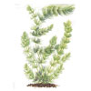 Роголистник светло-зеленый (Ceratophyllum submersum). 
Аквариумные растения. Описание растений для аквариумов