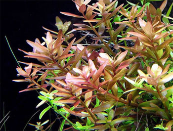 Ротала круглолистная или Ротала индийская (Rotala rotundifolia или Rotala indica). 
Аквариумные растения. Описание растений