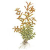 Ротала круглолистная или Ротала индийская (Rotala rotundifolia или Rotala indica). 
Аквариумные растения. Описание растений для аквариумов