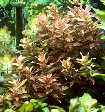      (Rotala macrandra). 
 .  