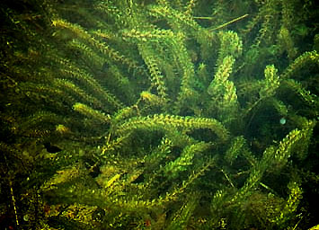    " "  " " (Elodea canadensis). 
 .  