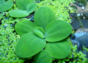     (Pistia stratiotes). 
 .  