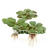 Пистия или Водяной салат (Pistia stratiotes). 
Аквариумные растения. Описание растений для аквариумов