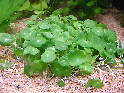         (Hydrocotyle verticillata)