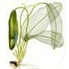 Апоногетон мадагаскарский, сетчатый (Aponogeton madagascariensis, fenestralis). 
Аквариумные растения. Описание растений для аквариумов