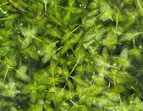 Ряска трехдольная (Lemna trisulca). 
Аквариумные растения. Описание растений