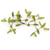 Ряска трехдольная (Lemna trisulca). 
Аквариумные растения. Описание растений для аквариумов