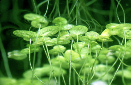 Ряска малая (Lemna minor). 
Аквариумные растения. Описание растений