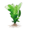 Эхинодорус остроконечный (Echinodorus mucronatum). 
Аквариумные растения. Описание растений для аквариумов