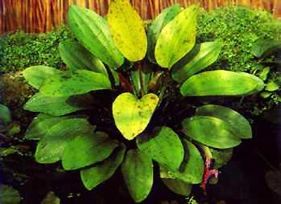 Эхинодорус крапчатый (Echinodorus aspersus). 
Аквариумные растения. Описание растений