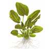 Эхинодорус крапчатый (Echinodorus aspersus). 
Аквариумные растения. Описание растений для аквариумов