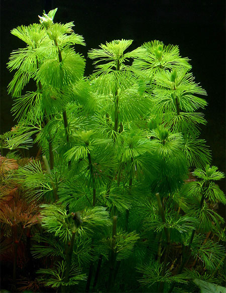 Кабомба прекраснейшая (Cabomba pulcherrima). 
Аквариумные растения. Описание растений
