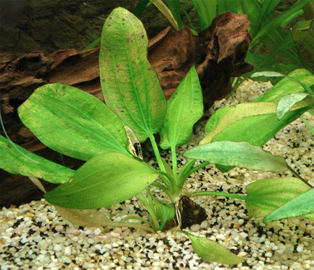   (Echinodorus cordifolius  Echinodorus radicans)