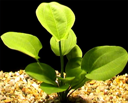 Эхинодорус сердцелистный (Echinodorus cordifolius, Echinodorus radicans). 
Аквариумные растения. Описание растений