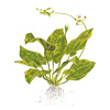 Эхинодорус сердцелистный (Echinodorus cordifolius, Echinodorus radicans). 
Аквариумные растения. Описание растений для аквариумов