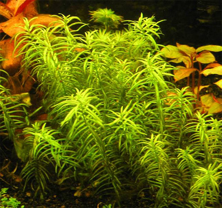 Пеплис, бутырлак двухтычинковый (Peplis diandra, Didiplis diandra). 
Аквариумные растения. Описание растений