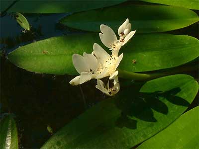   (Aponogeton distachyos). 
 .  