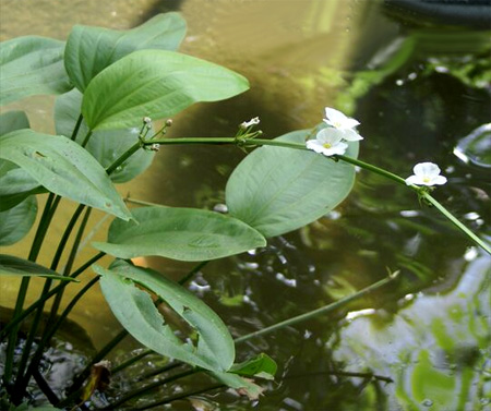 Эхинодорус лопатолистный (широколистный, палефолиус) (Echinodorus palaefolius)