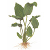 Эхинодорус лопатолистный (широколистный, палефолиус) (Echinodorus palaefolius). 
Аквариумные растения. Описание растений для аквариумов