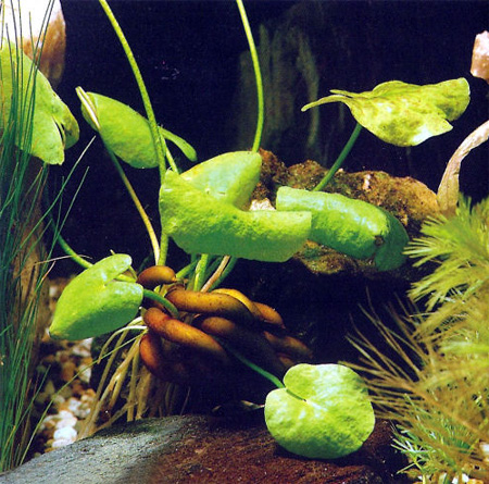 Банан водный, банановое растение, Нимфоидес водный, Болотноцветник водный (Nymphoides aquatica)