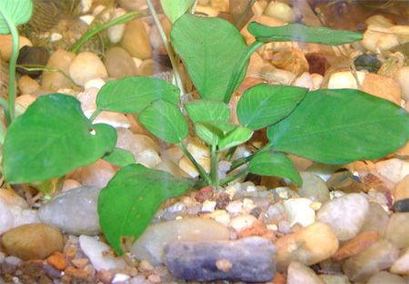 Анубиас карликовый, анубиас Бартера, анубиас нана (Anubias barteri var. nana). 
Аквариумные растения. Описание растений
