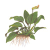 Анубиас карликовый, анубиас Бартера, анубиас нана (Anubias barteri var. nana). 
Аквариумные растения. Описание растений для аквариумов