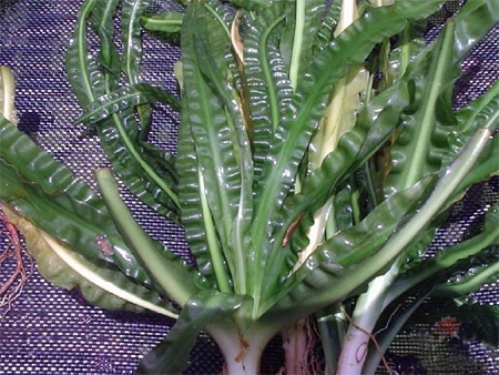 Кринум плавающий (Crinum natans). 
Аквариумные растения. Описание растений