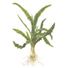 Кринум плавающий (Crinum natans). 
Аквариумные растения. Описание растений для аквариумов