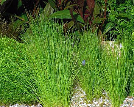  ,  ,  (Eleocharis acicularis). 
 .  