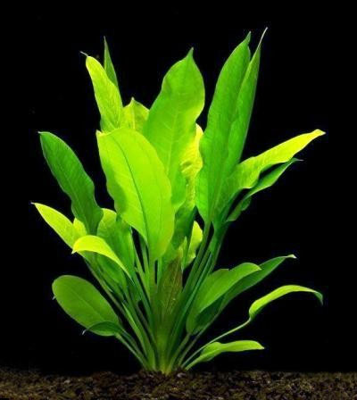 Эхинодорус селловианус (Echinodorus sellovianus, Echinodorus longiscapus). 
Аквариумные растения. Описание растений