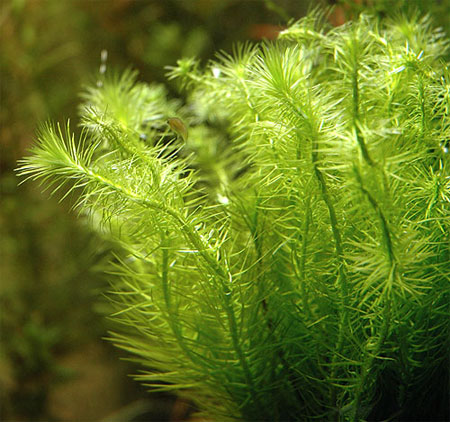 Майака речная (Mayaca fluviatilis). 
Аквариумные растения. Описание растений для аквариумов