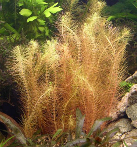 Ротала Валлиха, красная майака (Rotala wallichii). 
Аквариумные растения. Описание растений для аквариумов