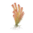 Ротала Валлиха, красная майака (Rotala wallichii). 
Аквариумные растения. Описание растений для аквариумов