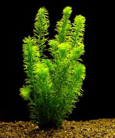 растение для аквариума элодеи