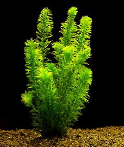   (Elodea densa). 
 .  