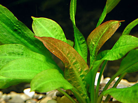 Эхинодорус мелкоцветный, черная амазонка (Echinodorus parviflorus)