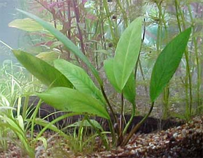   (Anubias afzelii)