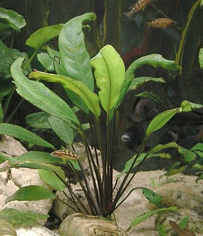 Анубиас Афцели (Anubias afzelii). 
Аквариумные растения. Описание растений